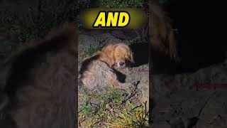They Abandoned Him For Being Old and Blind. He Still Wags His Tail for Them.#shorts #dogrescue