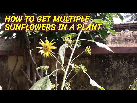 Can Sunflowers Have Multiple Flowers