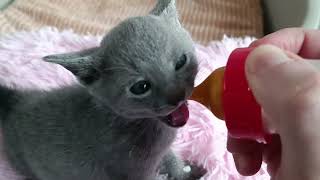 Russian Blue Kitten - CATTERY VAMIRON, CZ - LITTER H - 4.WEEK by Vamiron, CZ - Russian blue kittens, cattery 380 views 2 years ago 55 seconds