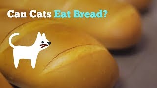 Can Cats Eat Bread | How Good Is This Food for Your Kitten by Cats How 4,719 views 4 years ago 1 minute, 27 seconds