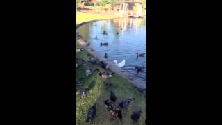 Celebrity Duck Observation Module Wealth