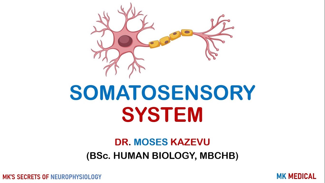 2 Receptors and neurons - YouTube