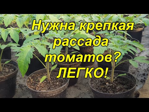 Рассада томатов будет крепкой и приземистой (проверено лично!)