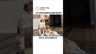 주인이 위험할 때 댕댕이들이 보인 극과극 반응 #동물 #강아지