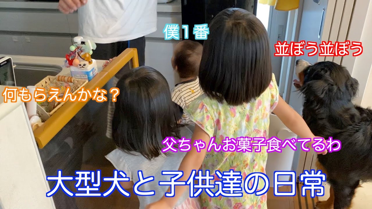 大型犬と赤ちゃんと子供達の日常 姉弟と共にお菓子の配給にならぶ バーニーズマウンテンドッグ Bernese Mountain Dog Youtube