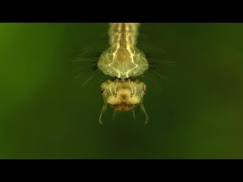 a-safe-way-to-culture-mosquito-larvae-and-feed-your-fish