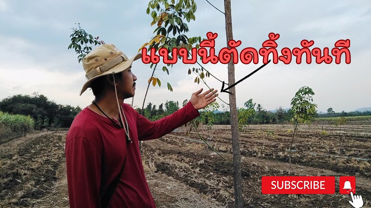 เทคนิค การตัดแต่งกิ่งยางพาราให้แตกทรงพุ่มตามที่เรากำหนด เพื่อให้ได้ต้นยางพารา ต้นสูง ต้นสวย