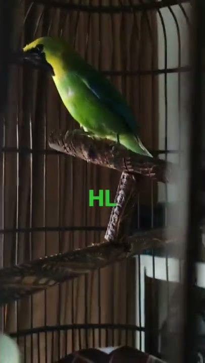 Burung Hijau Sami jinok#shorts#keramat