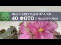 Обзор фиалок. 40 фото с названиями.