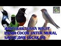 Masteran Burung Walet Agar Gacoan Anda Makin Jiossss Cocok Untuk Murai Cucak Ijo Kacer Dan Lobet Mp3 - Mp4 Download