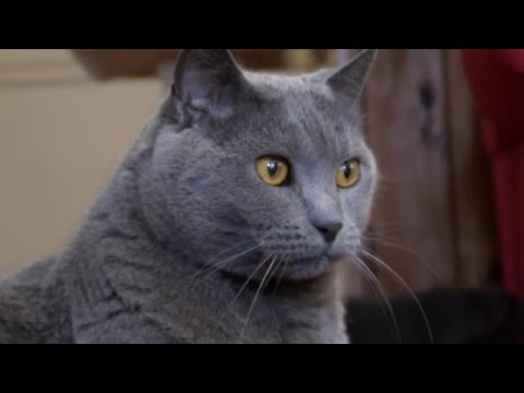 Cats 101 - Chartreux