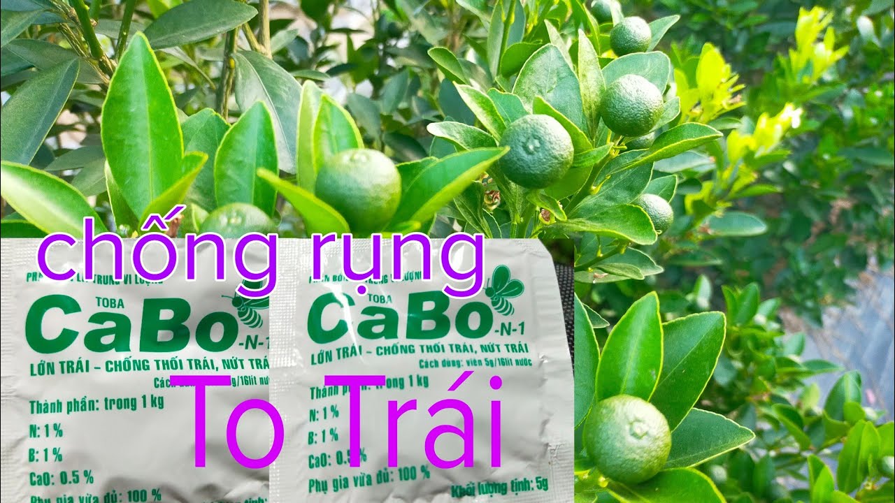 Rụng Trái non và cách khắc phục hiệu quả cho cây quất cảnh tháng 6