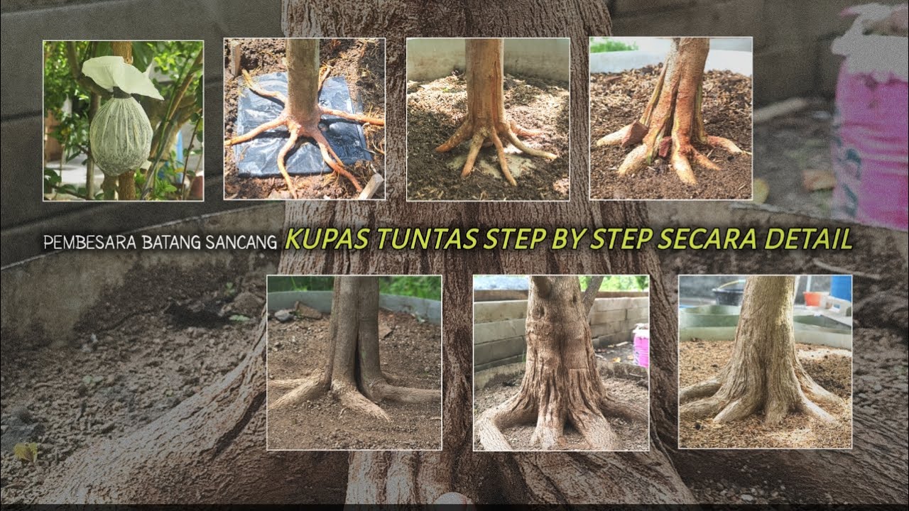 Kupas Tuntas Pembesaran Batang Sancang Dari Nol Sampai Jadi