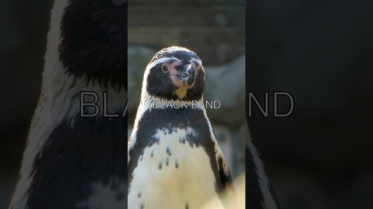 🐧 The Astonishing Survival Tactics of Penguins