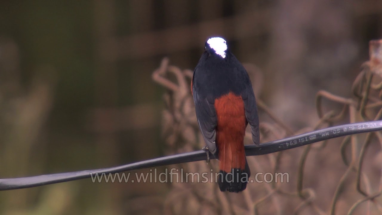 nepal flag Birds of Indian subcontinent: Coal Tit and White Capped Redstart