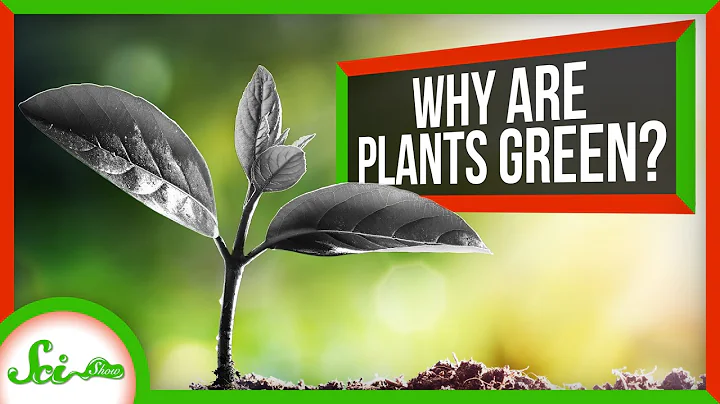 Why Are Plants Green Instead of Black? - DayDayNews