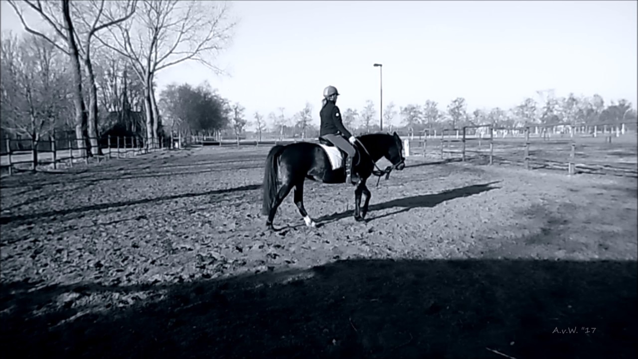 Bolien horse training on steering with sit and legs 15 febr 2017 YouTube