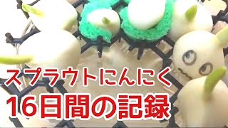 スプラウトにんにく作ってみた。16日間の記録