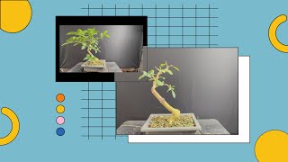 Lantana Bonsai | Summer Pruning