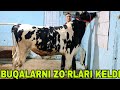 Ahadkon ukamizdan yangi partiya buqalarni zo'rlaridan keldi 21-may, 2026