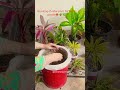New Plants re poting #fypシ゚viral #trendingreels #hobbysoul #gardening #farah#farming#youtuberlife