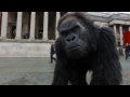 Animatronic gorilla takes London by storm