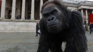 Animatronic gorilla takes London by storm