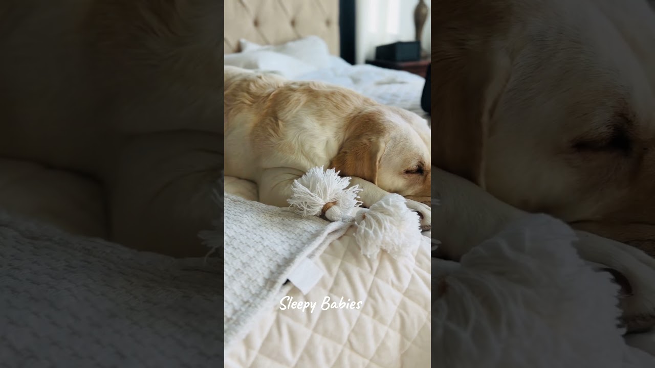 Who Really Owns This Bed? 🛏️ Life with Two Labradors | Sweet Labs of Mine 