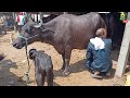 4-6-2023 दिलदारनगर पशु मंडी का नया विडियो  | Bhains Ki Mandi | Buffalo Market | Buffalo For Sale
