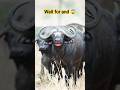 Https Youtube Com Shorts Tp1yFFHWuZ0 Si SmO5jLOMDUS Cowcow Cow 亞 Https Youtube Com Shorts Tp1yFFHWuZ0 Si SmO5jLOMDUS Cowcow Cow 亞