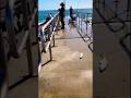 Spanish mackerel at the jetty #fish #fishing #shorts