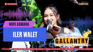 Iler Walet - Novi Asmara | 