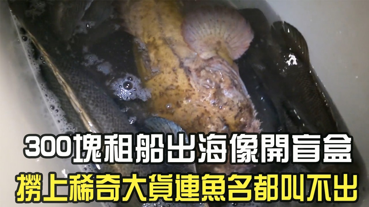 300塊租船出海像開盲盒 ,撈上稀奇大貨連魚名都叫不出,有認識的嗎#阿牛愛捕魚 #趕海 #捕魚#蘇裏南 - YouTube