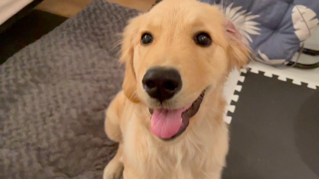 ゴールデンレトリバー子犬を飼うと、毎月いくらかかるのか？ YouTube