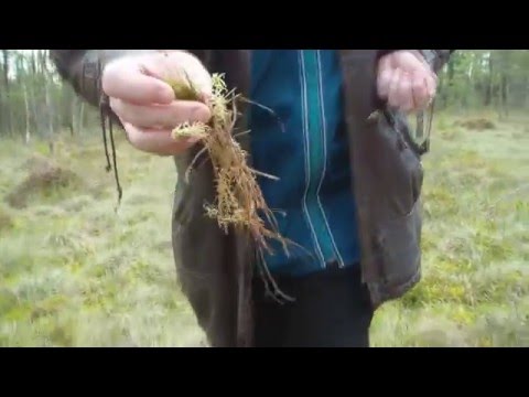 Болото клюква в
