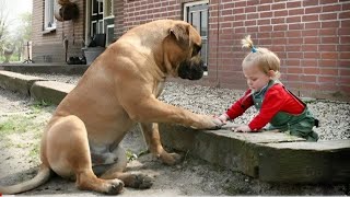 Best Funny Dogs and Cats Videos / Funniest Animal videos 2024🐕🐕