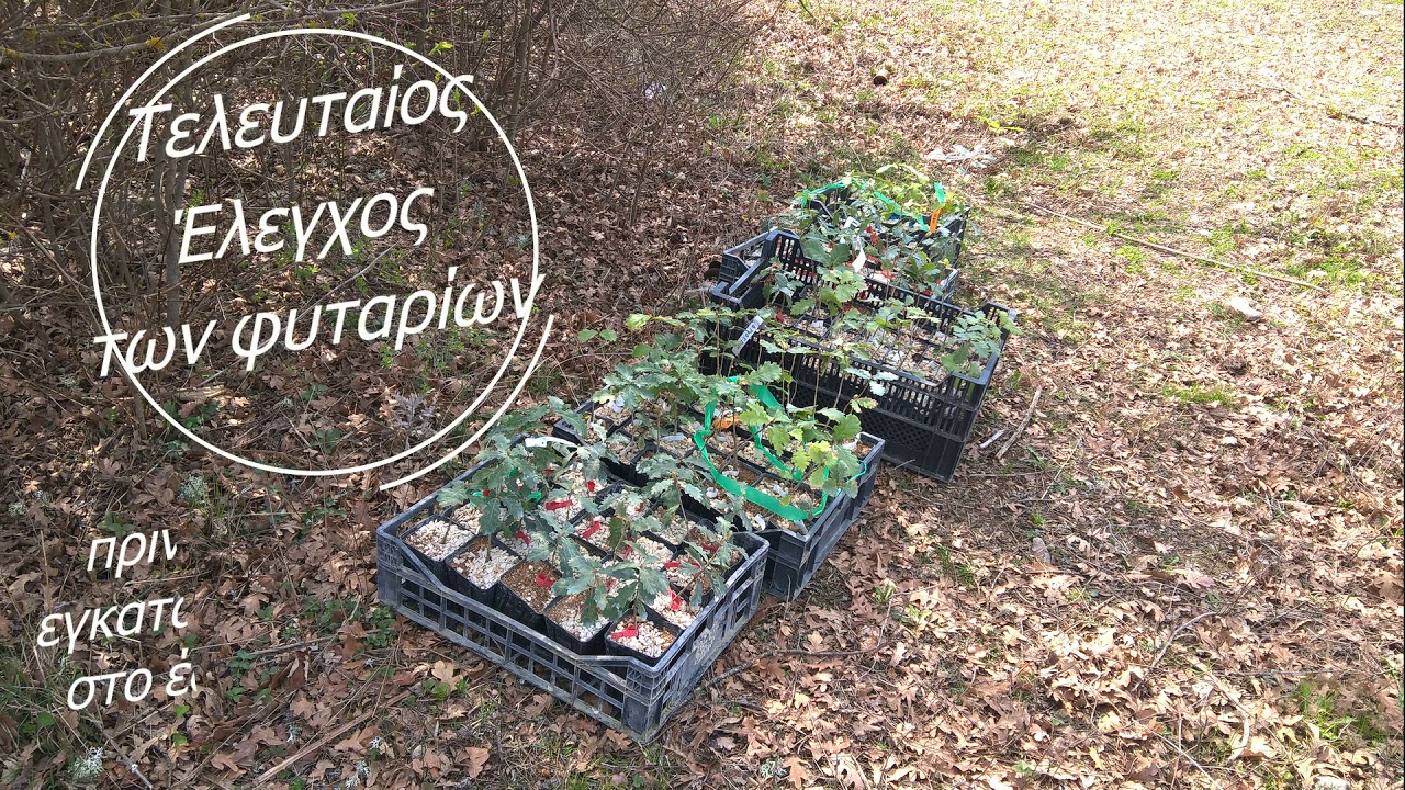 Καλλιέργεια Τρούφας - Precioustruffle