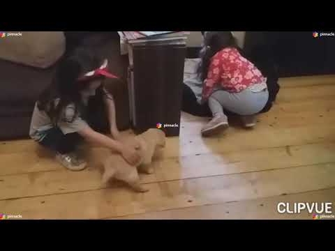 სალი და ლეა ერთობიან შინაურ ცხოველებთან sali and lea play with pet