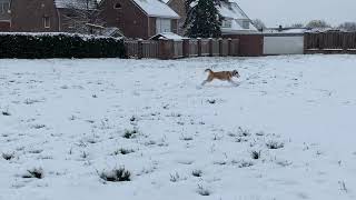 Peanutz’s Husky In The Snow ❄️