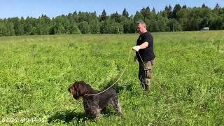 Тренировка молодых легавых собак