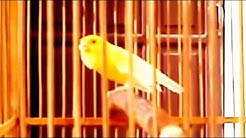 Suara Burung Kenari Isian Blackthroat Mp3  - Durasi: 13:19. 