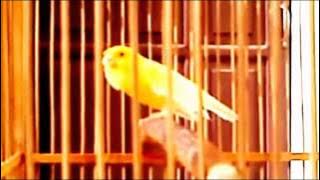 Suara Burung Kenari Isian Blackthroat Mp3