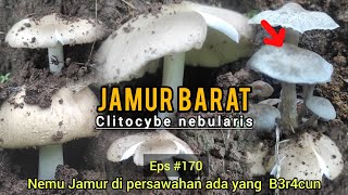 Download Lagu Mencari Jamur Barat Di Persawahan Nemu Jamur S3t4N Bikin Mendhem | Berburu Jamur Liar Eps #170 MP3