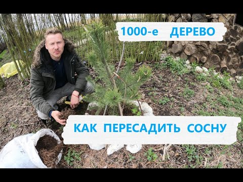 Как пересадить сосну. Сажу 1000-е дерево! Добился 99,9  приживаемости!