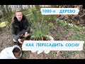 Как пересадить сосну. Сажу 1000-е дерево! Добился 99,9 % приживаемости!