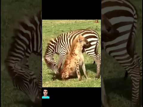 خداع الضبع على الحمار الوحشي