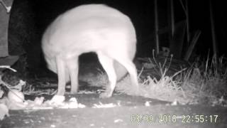 Foxy Eats Cake Other Fox Dropped X