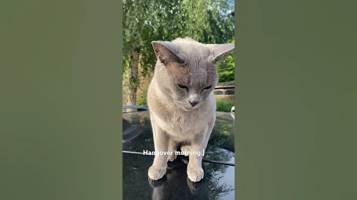 Video 10188821: catlover burmese, cute burmese cat, funnycats cats catlovers animals, catlover funnycats love