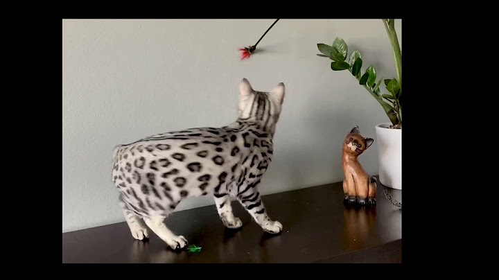 Watch the video about Silver bengal kitten plays and shows her clear coat