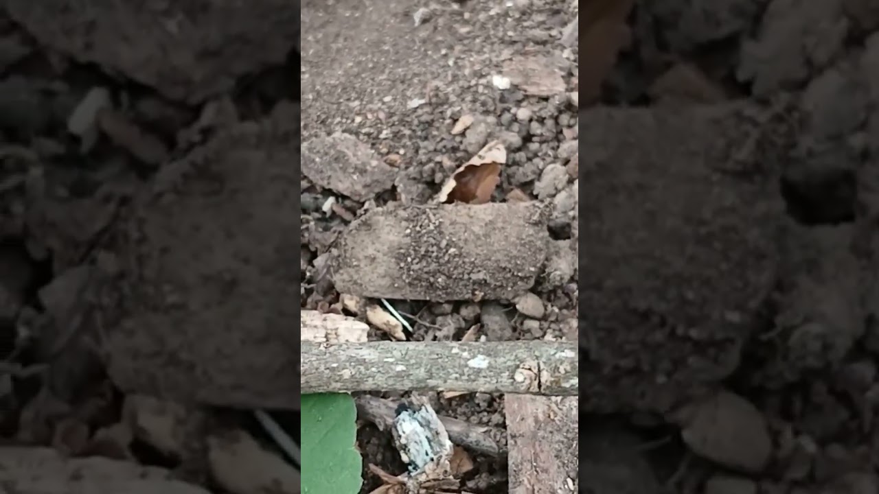 Antlion - King of the Soil